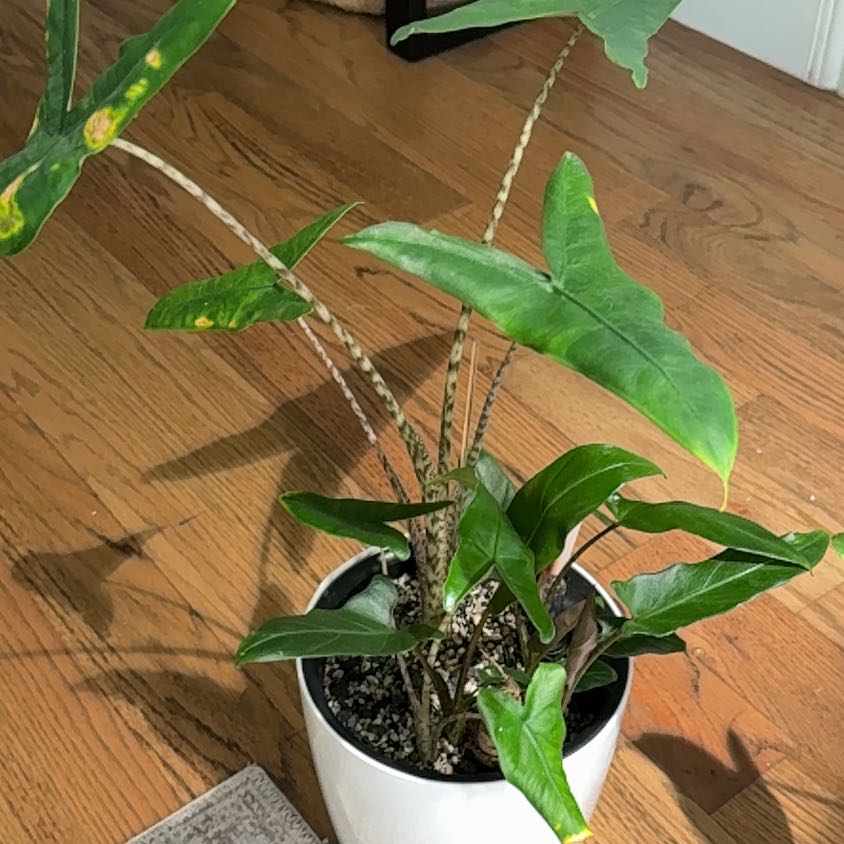 Photo of the plant species Alocasia 'Tigrina Superba' by @Bennetttriplets named Delilah on Greg, the plant care app