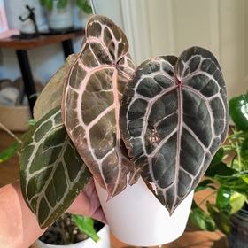 Anthurium Doc Block Michelle Plant Care: Water, Light, Nutrients