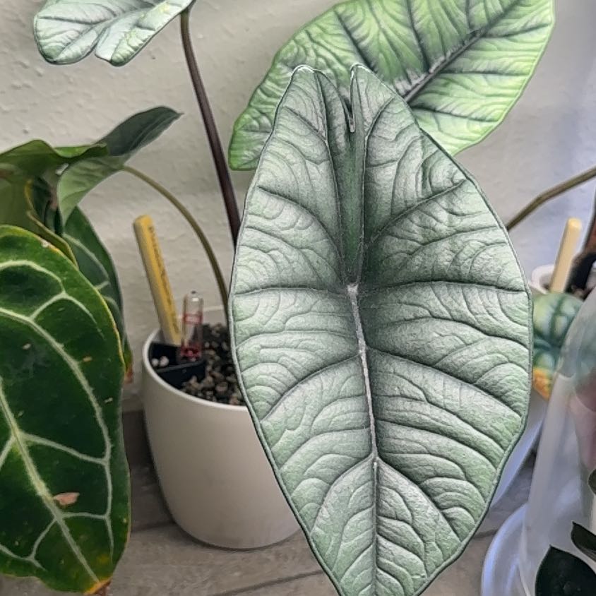 Photo of the plant species Alocasia Bisma by @Bennetttriplets named Duke on Greg, the plant care app
