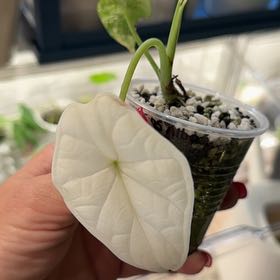 Photo of the plant species Alocasia Dragon Scale Albo by @Bennetttriplets named Gregarious on Greg, the plant care app