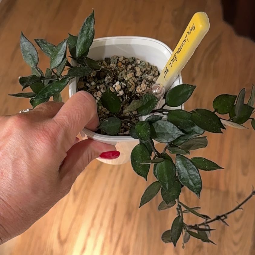 Photo of the plant species Snow Caps Hoya Lacunosa by @Bennetttriplets named Denali on Greg, the plant care app