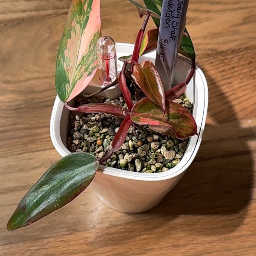 Photo of the plant species Strawberry Shake Philodendron by @Bennetttriplets named Wall-E on Greg, the plant care app