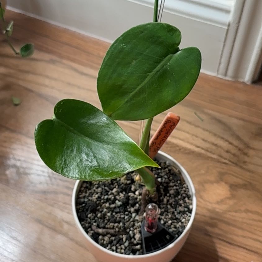 Photo of the plant species Variegated Mini Monstera by @Bennetttriplets named Orlando Bloom on Greg, the plant care app
