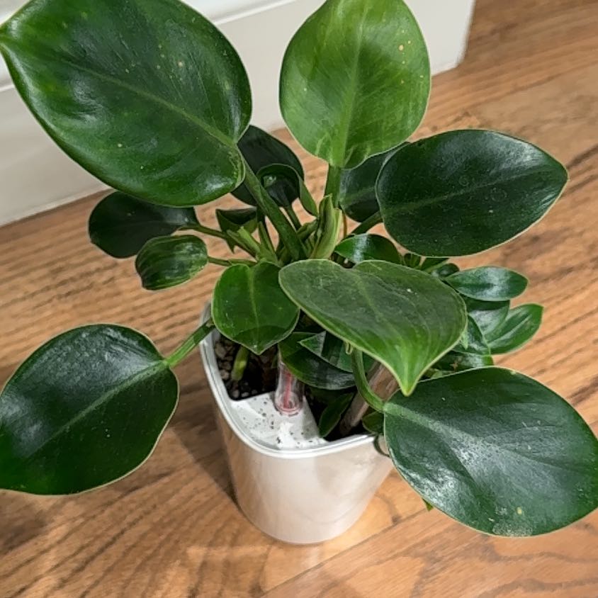Photo of the plant species Green Princess by @Bennetttriplets named Surya on Greg, the plant care app