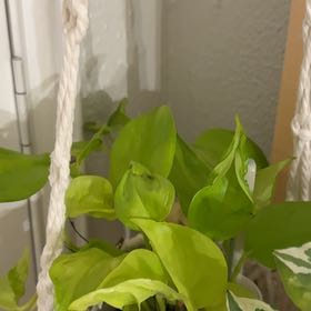 Photo of the plant species Teruno Champs-Elysees Pothos by @Bennetttriplets named Scarlett on Greg, the plant care app