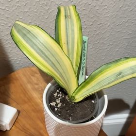 Photo of the plant species Sansevieria trifasciata hahnii 'Ocean Star' by @Bennetttriplets named Shakira on Greg, the plant care app