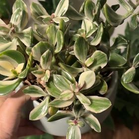 Photo of the plant species Dendrobium 'Burana Jade Variegated Green' by @Bennetttriplets named Willow on Greg, the plant care app