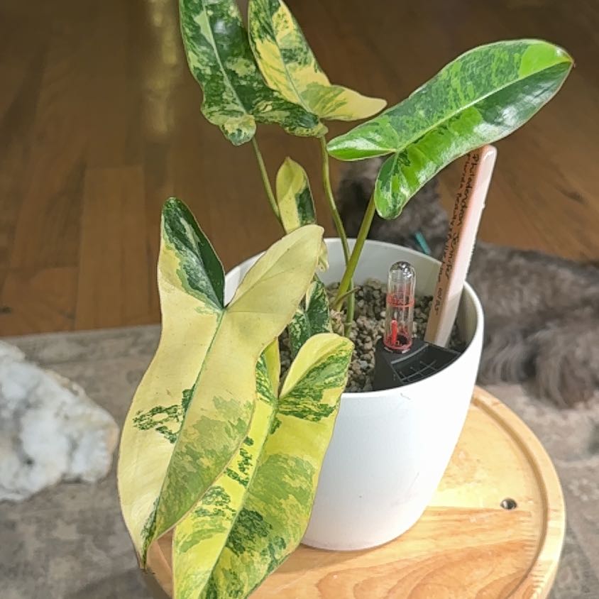 Philodendron x joepii: How Much Water & Light Does it Need to Thrive?