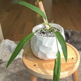 Photo of the plant species Anthurium Vittariifolium Variegated by @Bennetttriplets named Tupot amaroot on Greg, the plant care app
