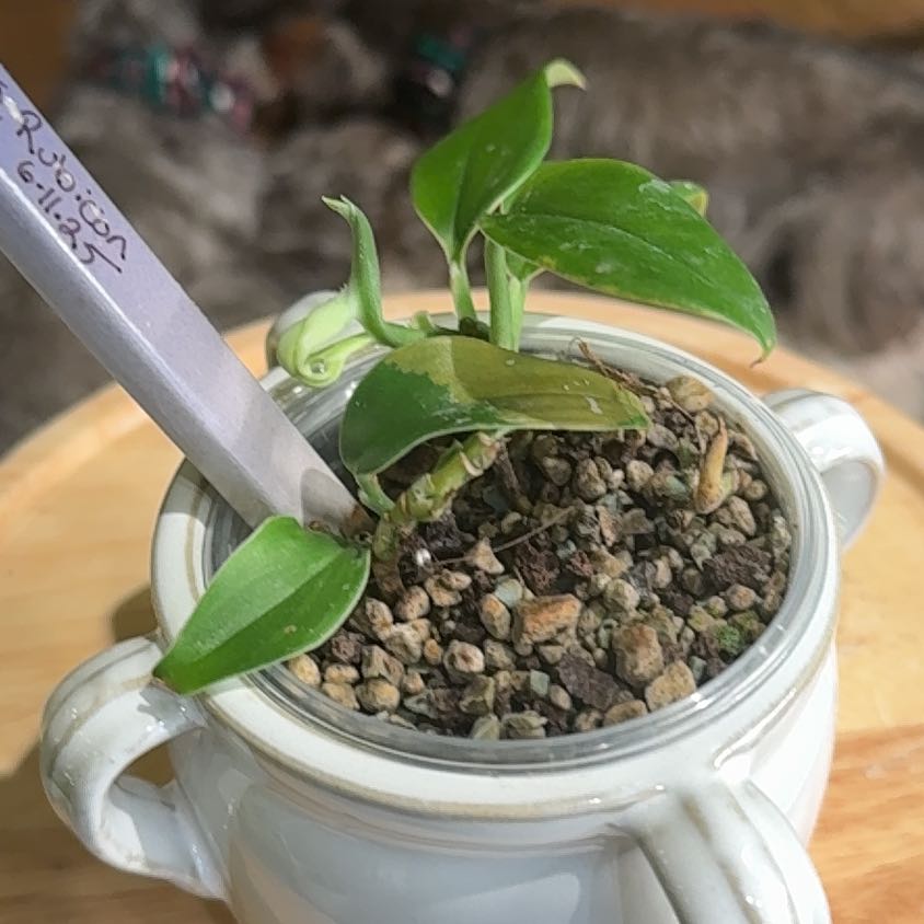 Photo of the plant species Scindapsus pictus 'Rubicon Variegata' by @Bennetttriplets named Sol on Greg, the plant care app