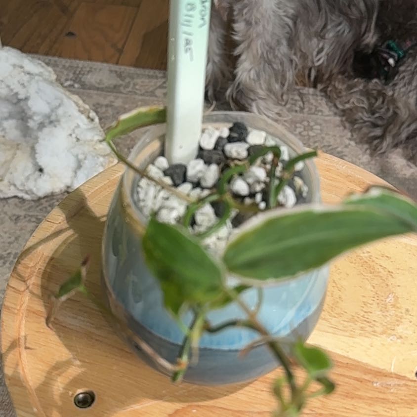 Photo of the plant species Philodendron micans 'Velvet Halo' by @Bennetttriplets named Naomi on Greg, the plant care app