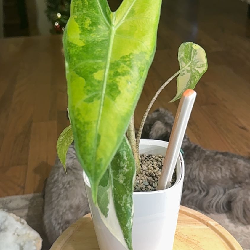 Photo of the plant species Alocasia Longiloba 'Aurea' by @Bennetttriplets named Austen on Greg, the plant care app