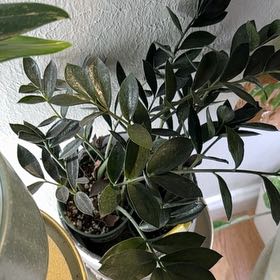 Photo of the plant species Dark Zamicro ZZ Plant by @Bennetttriplets named Shakira on Greg, the plant care app