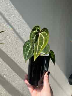Anthurium papillilaminum plant