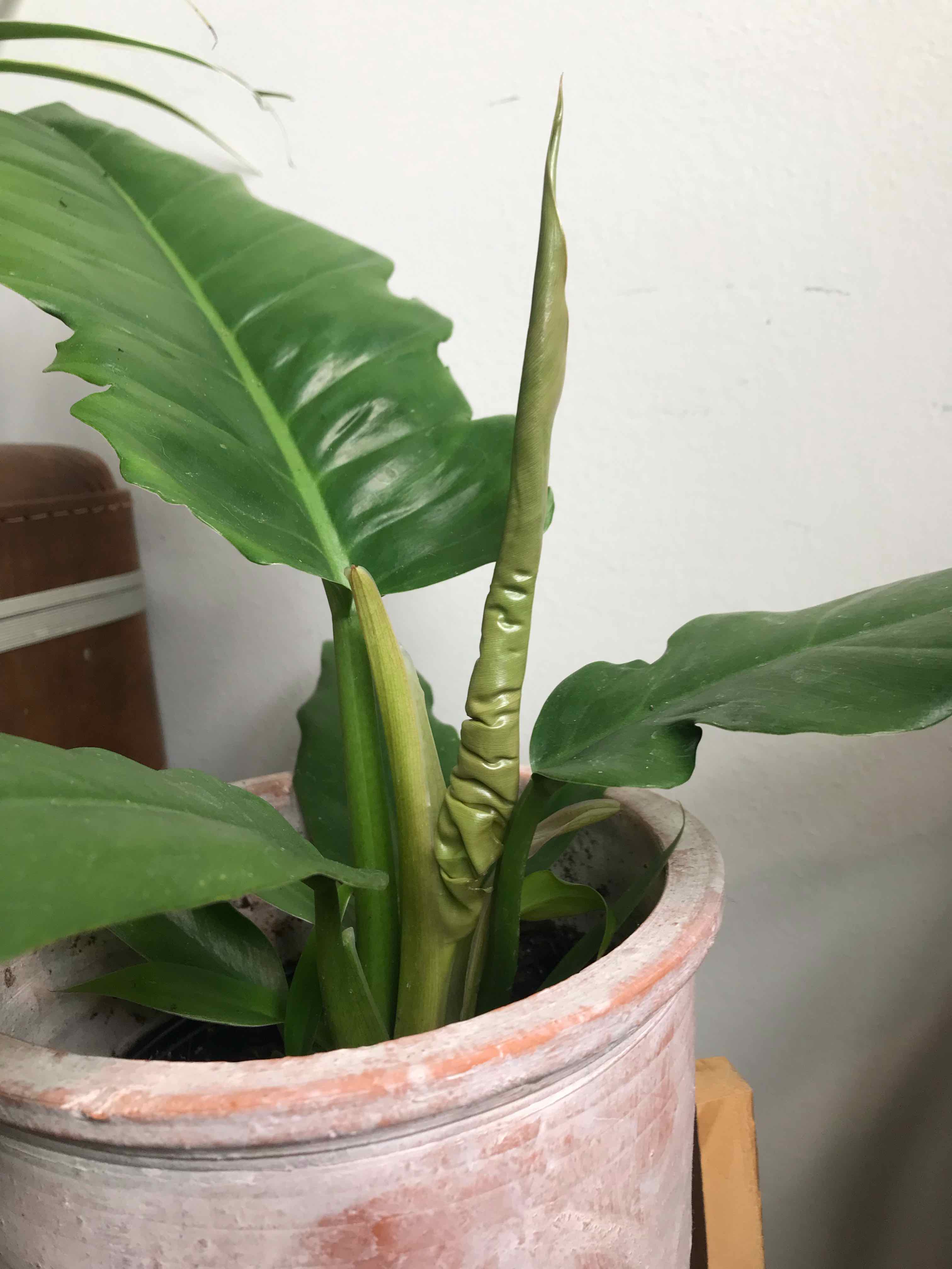 Philodendron Narrow Tiger Tooth plant in a pot with healthy green leaves.