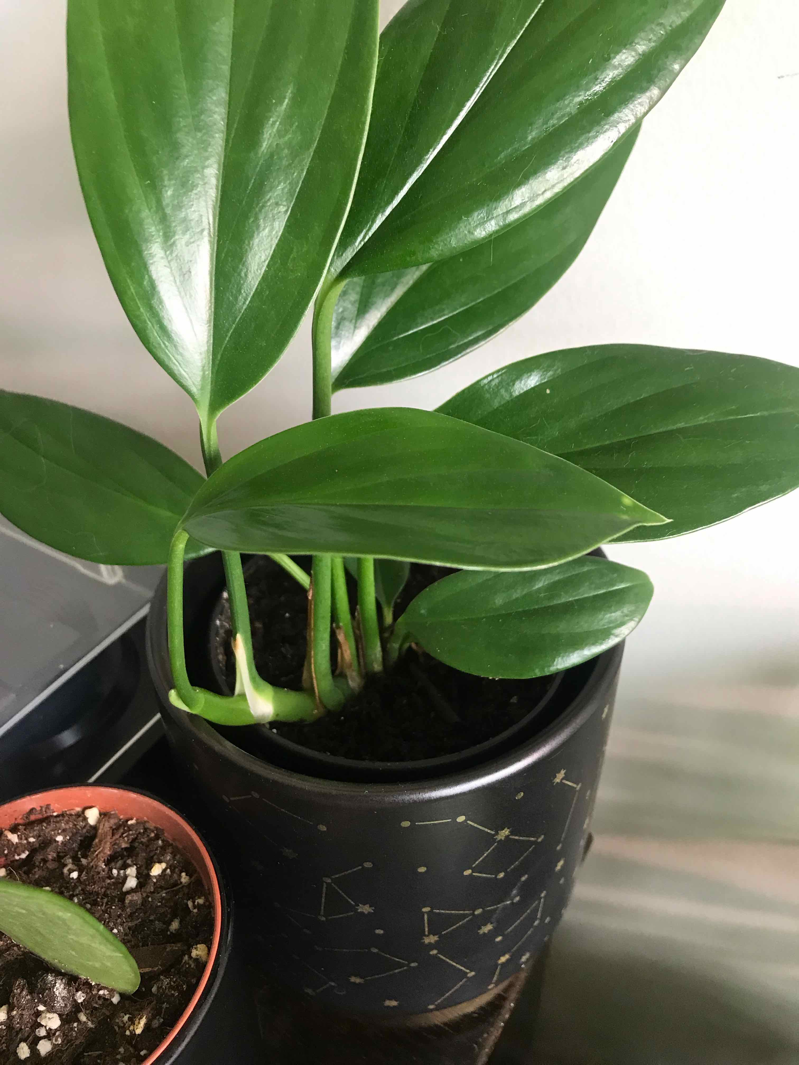 Healthy Rhaphidophora decursiva plant with vibrant green leaves in a black pot.
