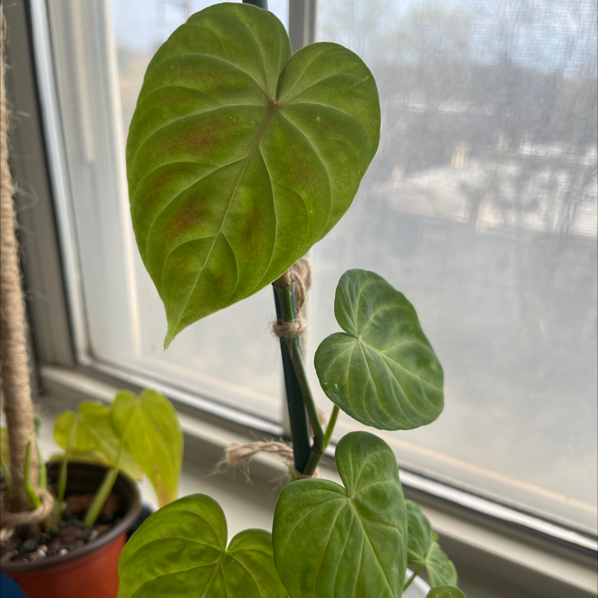 Ecuador Philodendron plant with heart-shaped leaves near a window.
