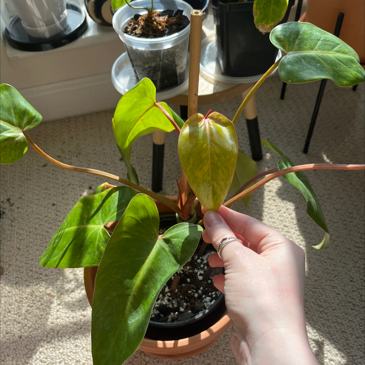 Philodendron 'Painted Lady' plant with visible soil and a hand holding a yellowing leaf.