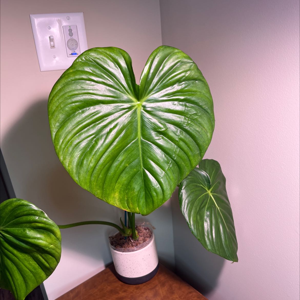 Philodendron Pastazanum plant with large, healthy green leaves in a pot on a wooden surface.