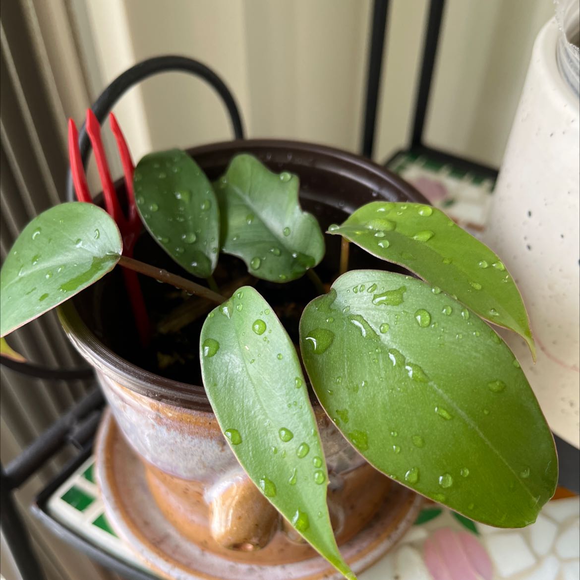Philodendron mayoi plant with healthy green leaves and water droplets in a ceramic pot.