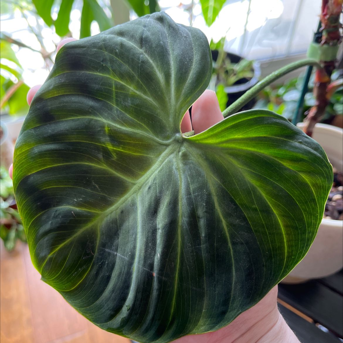 Close-up of a healthy Philodendron El Choco Red leaf held by a hand.