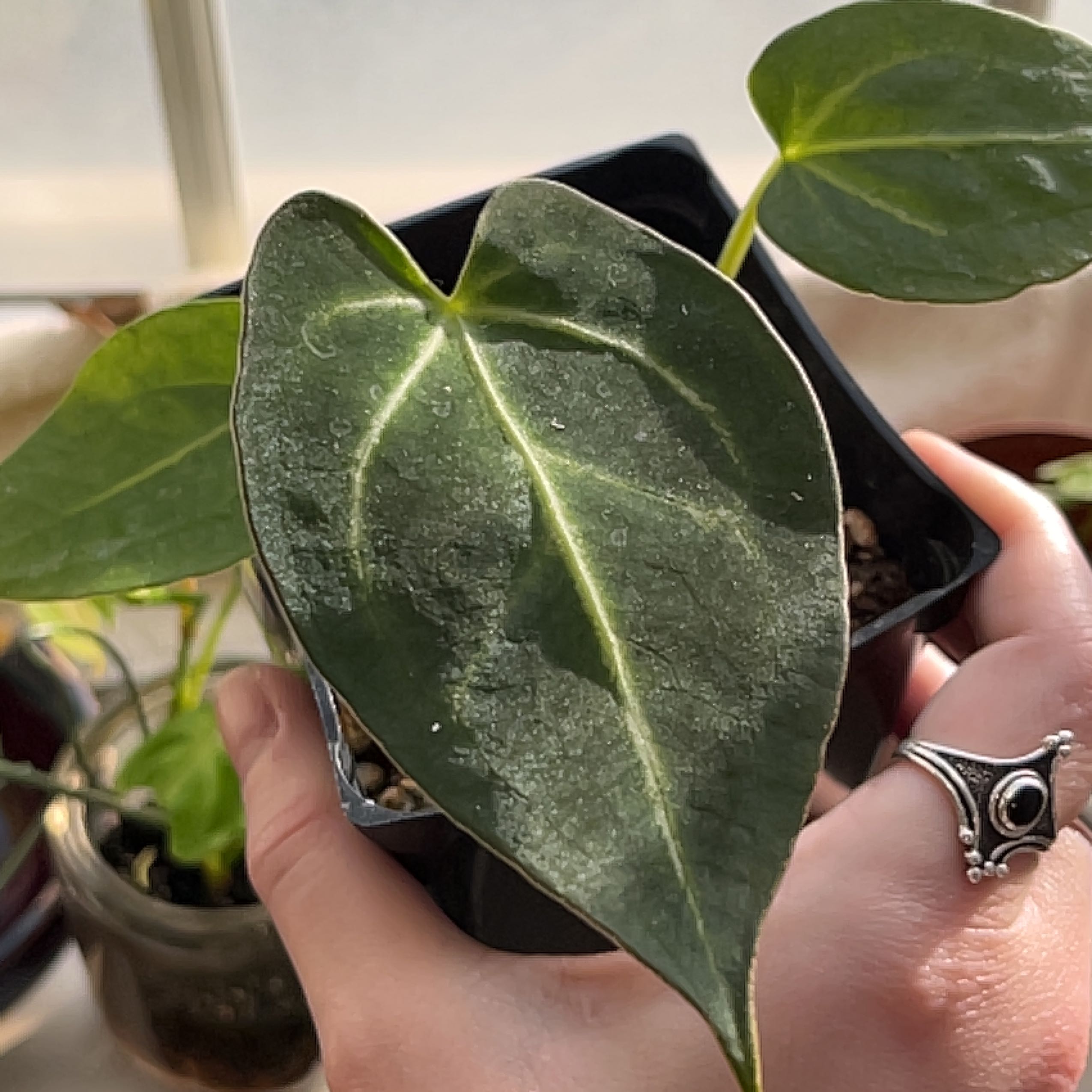 Anthurium magnificum plant with dark green, heart-shaped leaves held by a person.