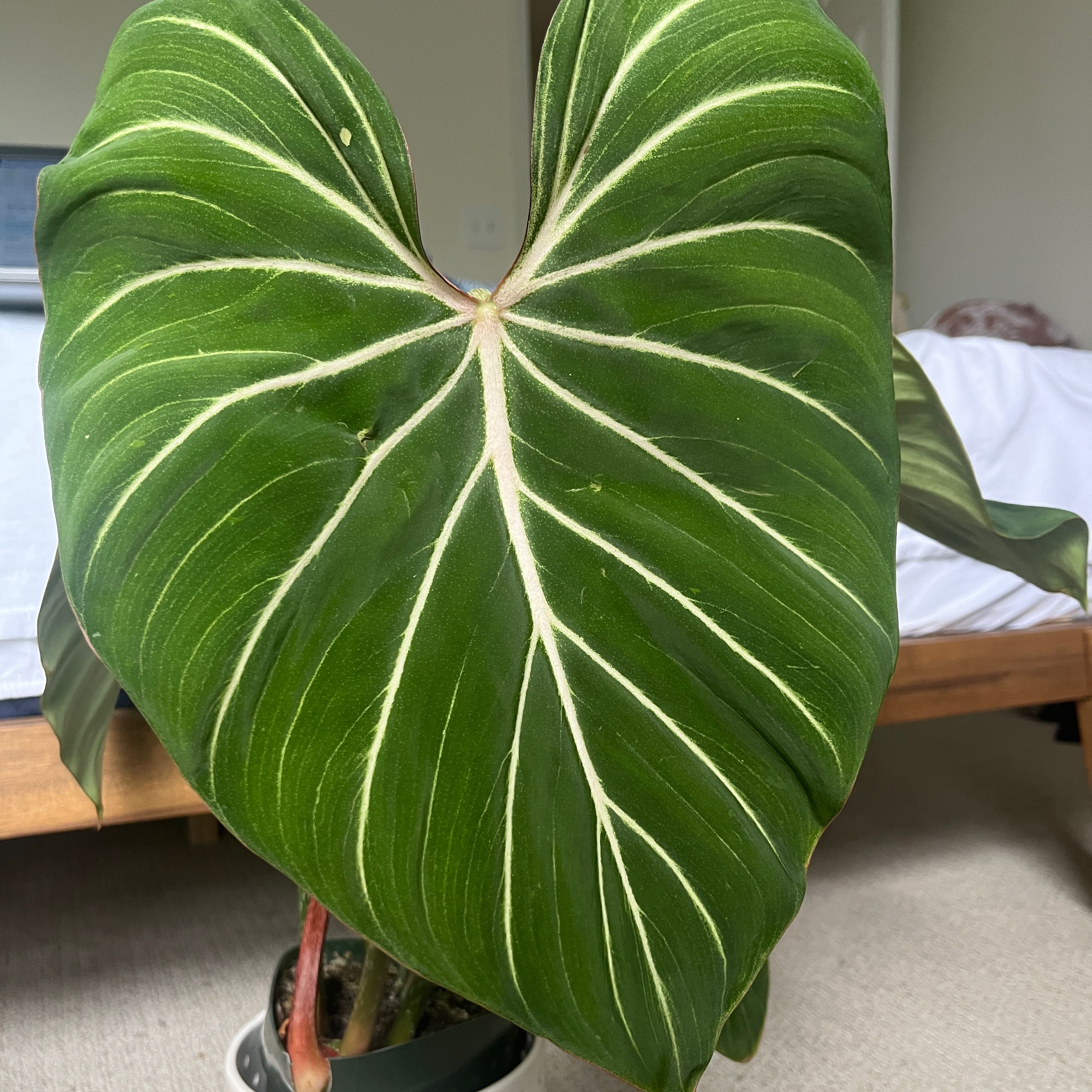 Philodendron gloriosum with a large, healthy leaf and distinct white veins.