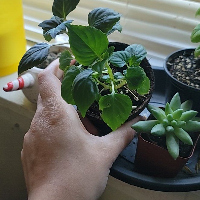 Photo of the plant species Jewelweed by @SharpChollipo named LiloStitch on Greg, the plant care app