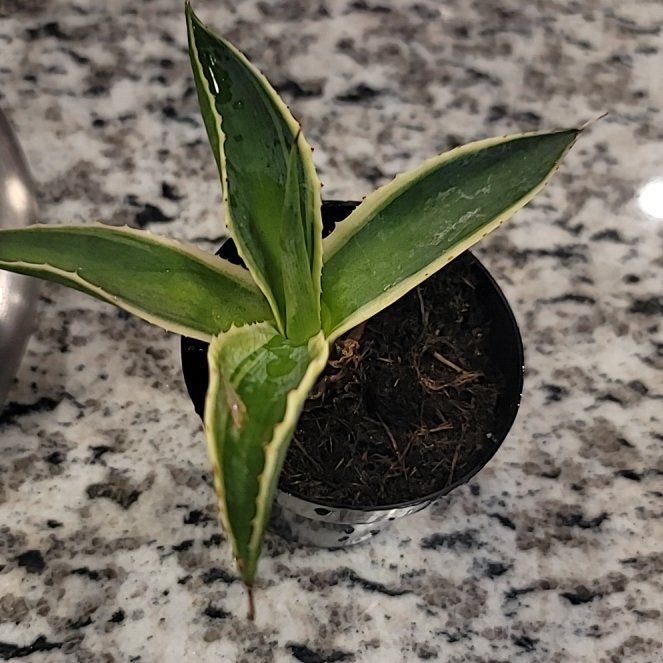 Photo of the plant species Agave celsii 'Multicolor' by @SharpChollipo named Osmo on Greg, the plant care app
