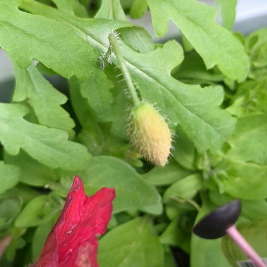 Photo of the plant species Celandine Poppy by @ProTreetobacco named Demi on Greg, the plant care app