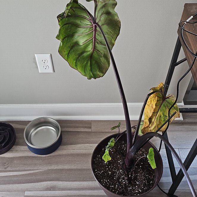 Photo of the plant species Pharaoh's Mask Elephant Ear by @TimelySatinwood named Cyprus on Greg, the plant care app