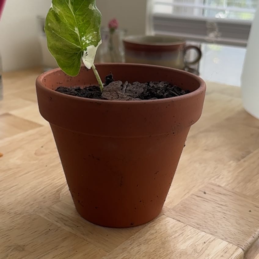 Photo of the plant species Alocasia California by @SweetMoneytree named Dobby the Houseplant on Greg, the plant care app