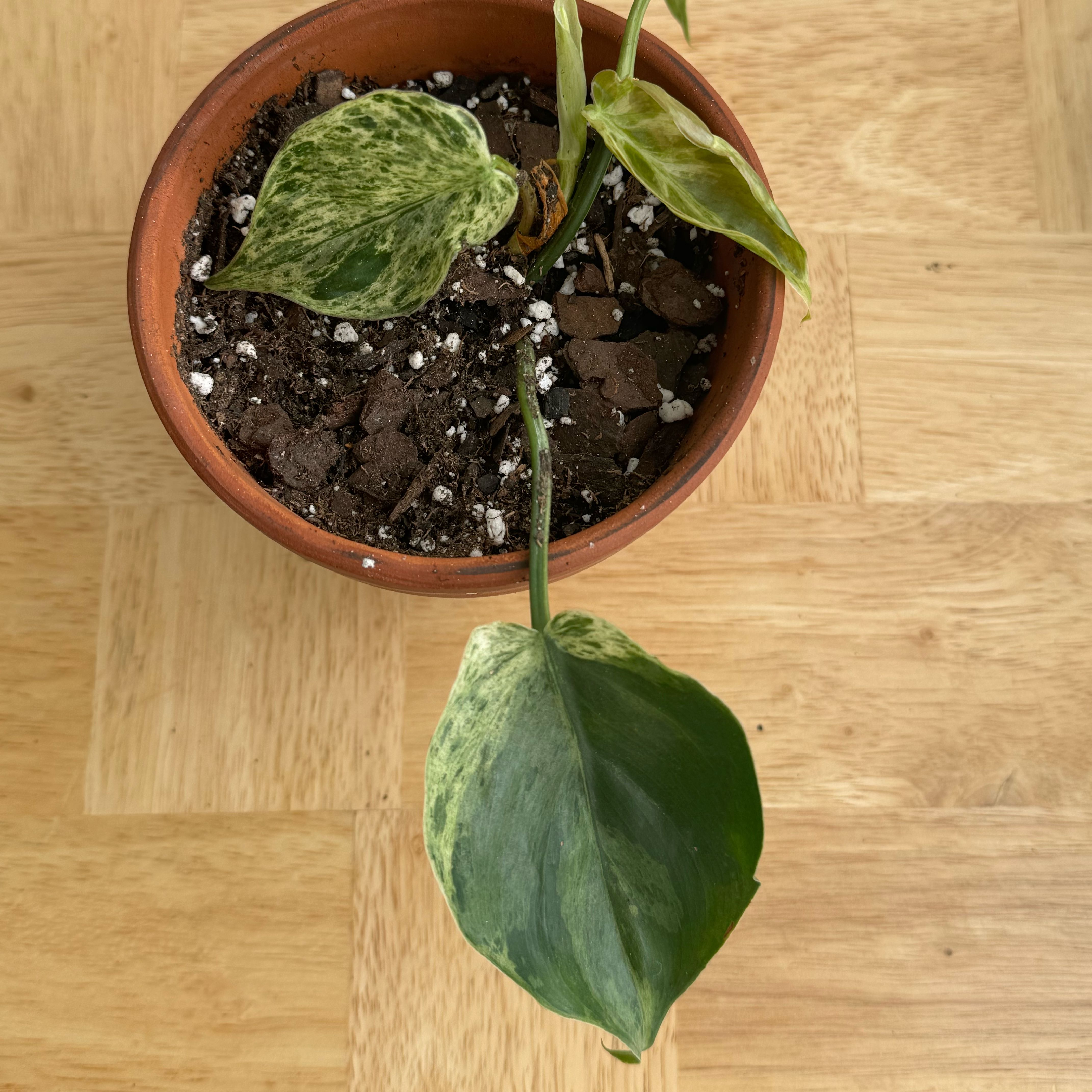 Photo of the plant species Philodendron variegated by @SweetMoneytree named Phil Dunphy on Greg, the plant care app