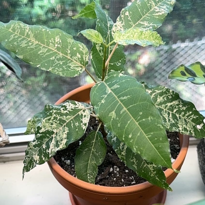 Photo of the plant species Figs by @SweetMoneytree named Figyoncé on Greg, the plant care app