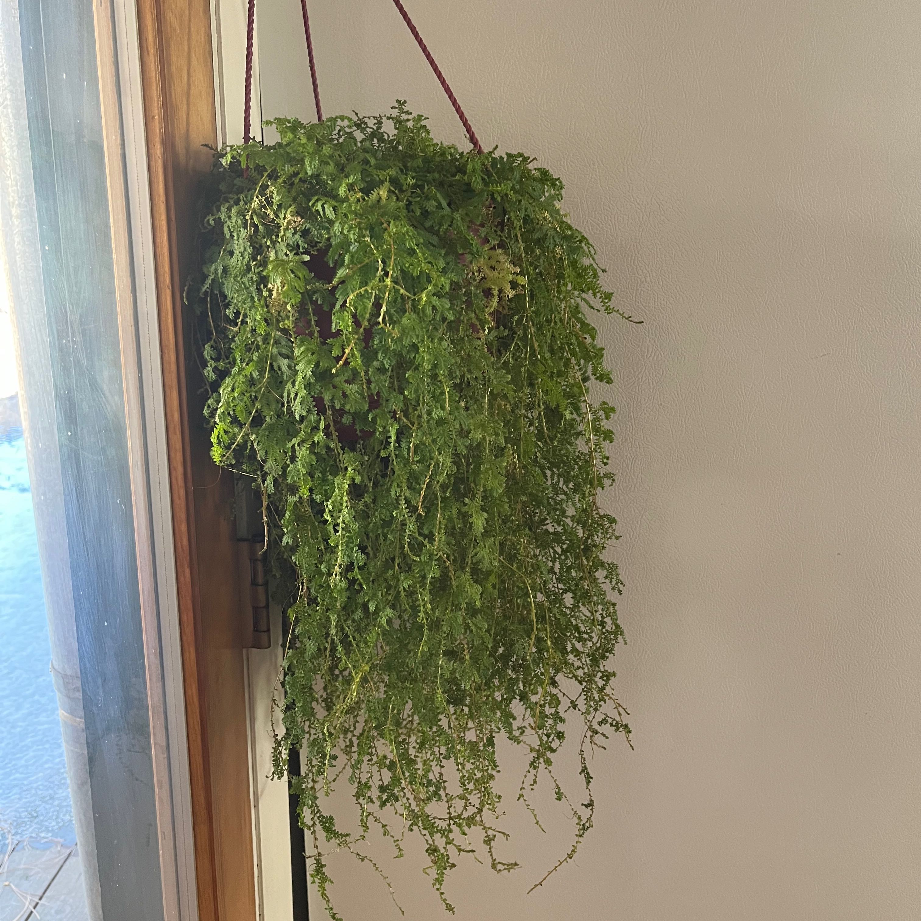 Hanging plant with lush green foliage, likely Rainbow moss or Peacock fern.