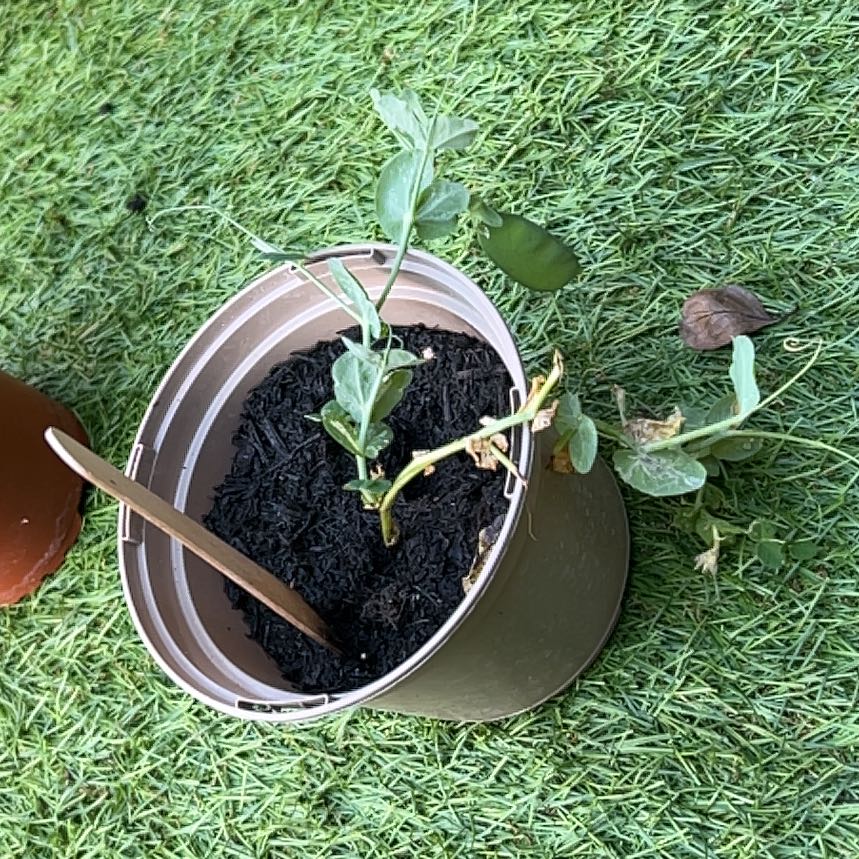 Photo of the plant species Pea by @HeartyHoyajade named Rosa on Greg, the plant care app