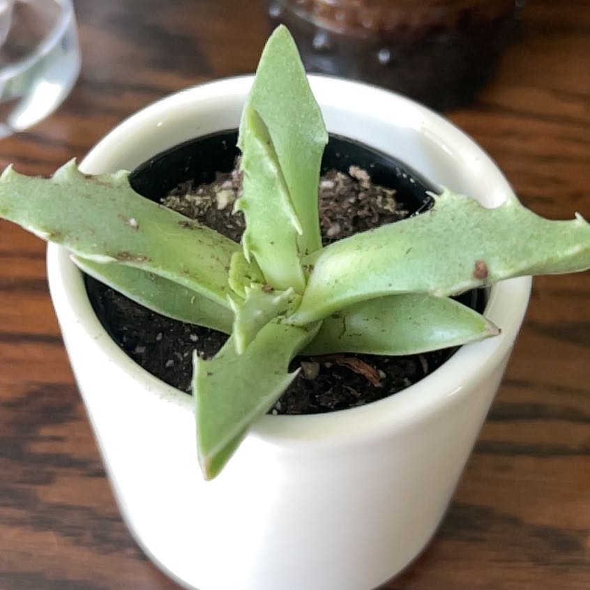 Photo of the plant species Tiger Jaws by @ChiefCherryred named Tupot amaroot on Greg, the plant care app