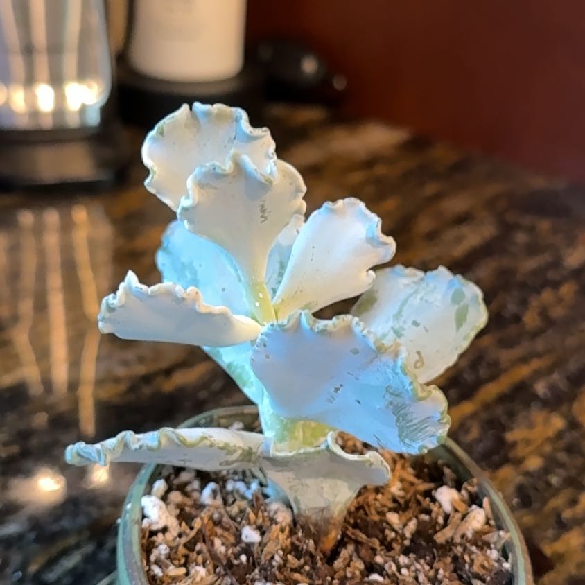 Photo of the plant species Cotyledon undulata by @ChiefCherryred named ChloroPhil on Greg, the plant care app