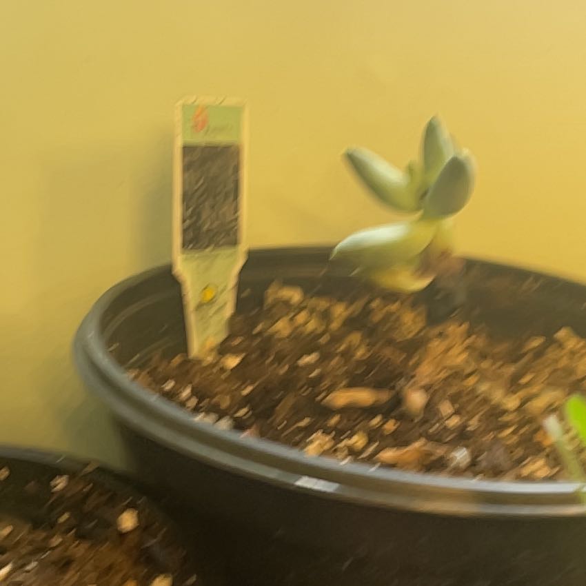 Photo of the plant species Pachyphytum compactum f. cristata by @SwiftWatermint named Kobe on Greg, the plant care app