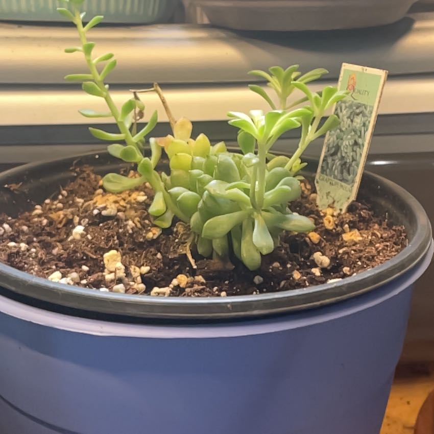 Photo of the plant species Graptopetalum macdougallii by @SwiftWatermint named Fernie Mercury on Greg, the plant care app