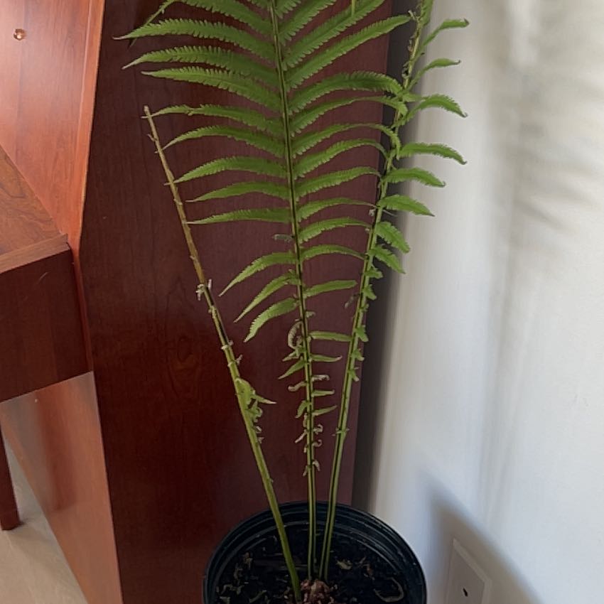 Potted Matteuccia fern with green fronds, minor browning, indoors against a wooden surface.