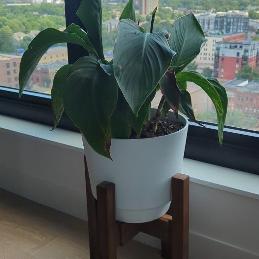 Photo of the plant species Red Golden Flame Cannova Canna Lily by @SwellBeechdrops named Madonna on Greg, the plant care app