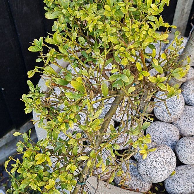 Photo of the plant species Japanese Holly by @MeekTexassage named Tanya on Greg, the plant care app