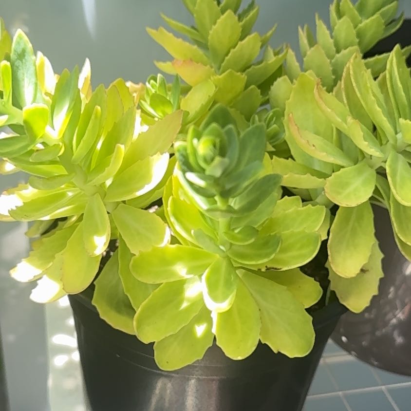 Photo of the plant species sedum spectabile by @Timeater named 八宝景天 on Greg, the plant care app
