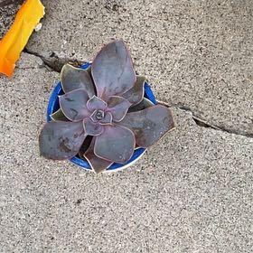 Photo of the plant species Echeveria by @CalmLenophyllum named Nai on Greg, the plant care app