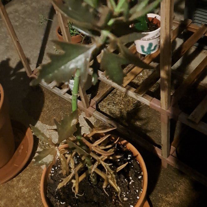 Photo of the plant species Christmas Tree Plant by @PalpableWaxvine named Beyonce on Greg, the plant care app
