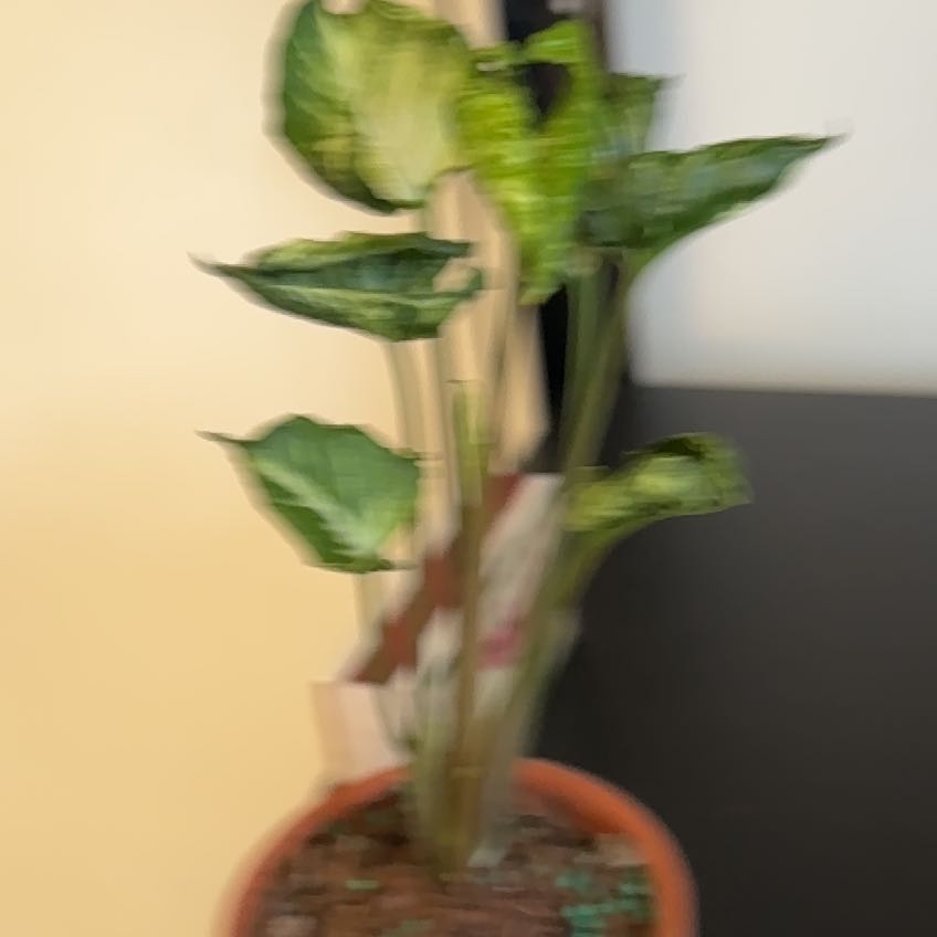 Photo of the plant species Syngonium by @ZestApplerose named Bruce Lee on Greg, the plant care app