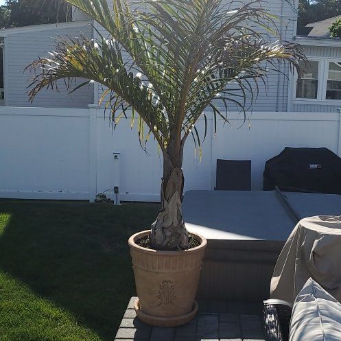 Photo of the plant species Palmiste Marron by @SuperGrumichama named Terra on Greg, the plant care app