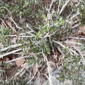 Photo of the plant species Kinnikinnick by @TimelessHoupara named Xena on Greg, the plant care app