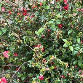 Photo of the plant species Flowering Quince by @TimelessHoupara named Sproutacus on Greg, the plant care app